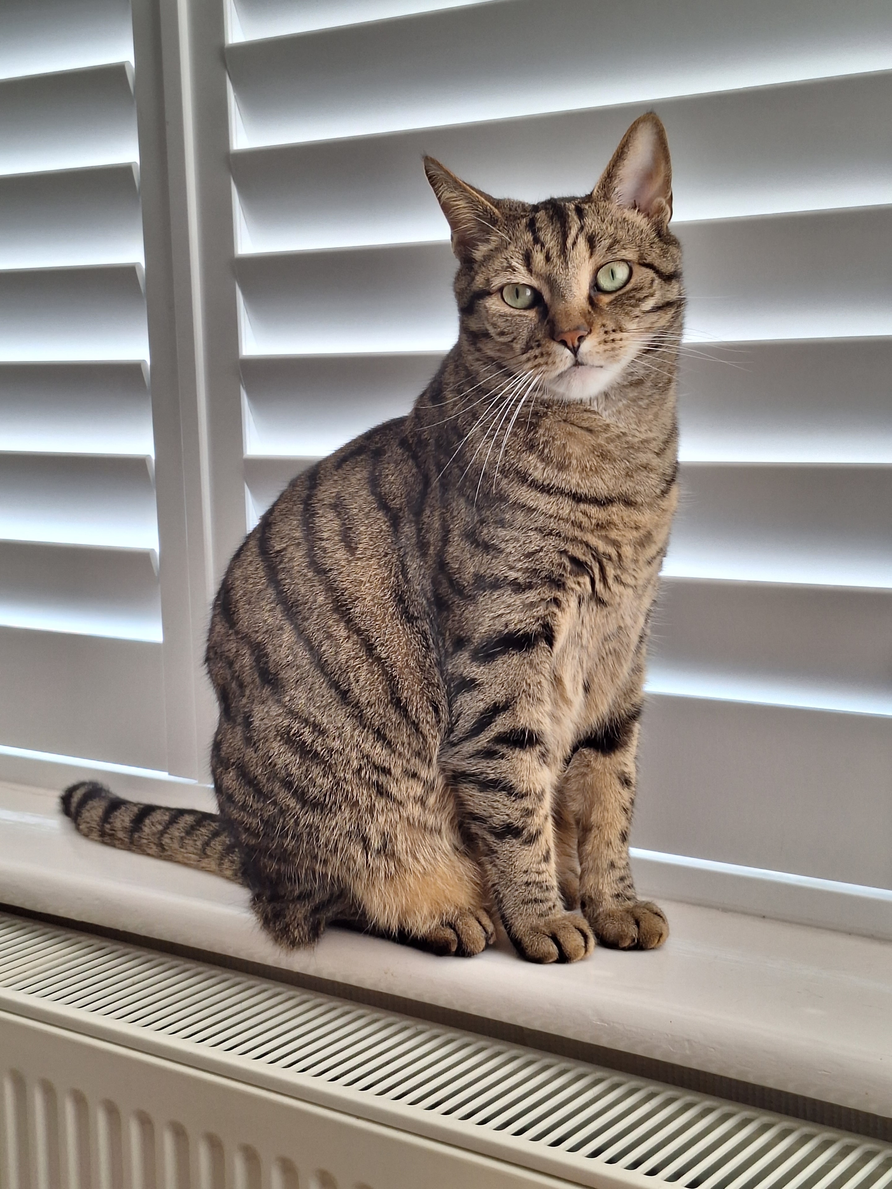 Tabby cat lounging on a radiator