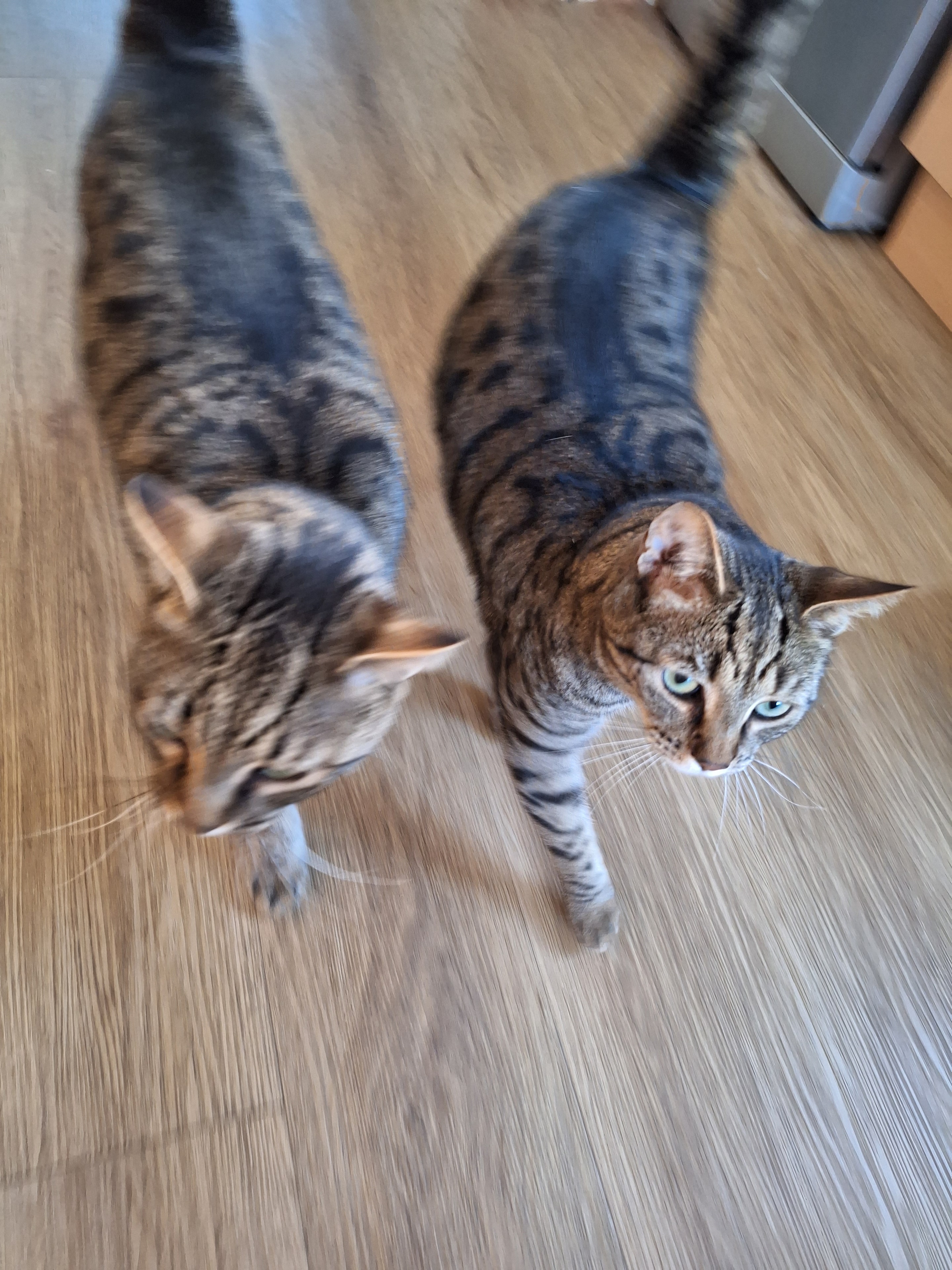 Marley and Milo — two tabby cats on a wooden floor